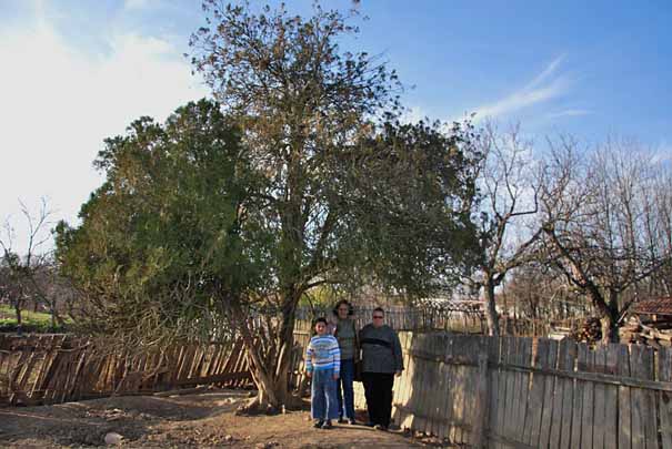 drvo-za-koje-kralj-vezivao-mecku