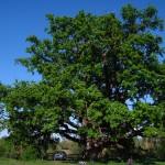 Retro - Kočin hrast