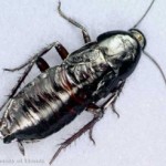 300px-Oriental_cockroach03
