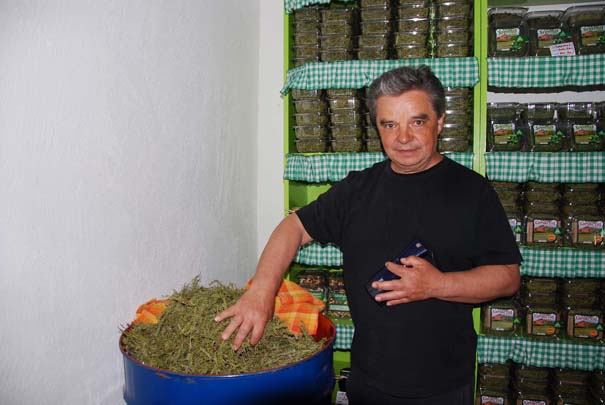 Aleksići ručno beru čaj