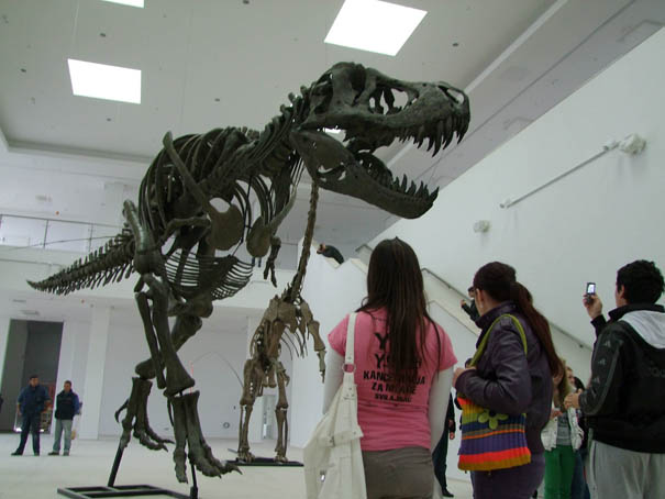Atrakcija za posetioce: kosturi dinosaurusa