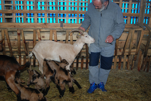 Dobrica Kostic drzi kozu da sisaju jarad koja nisu njena