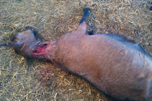 Na posed upali samo da bi klali