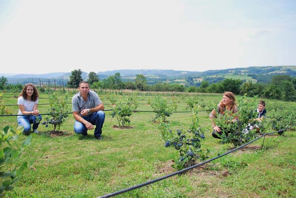 Miletići složno rade na plantaži