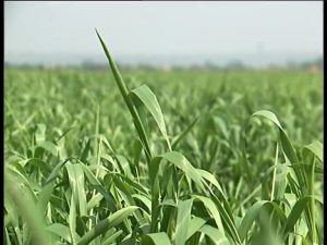 Pocetak IPARD programa 26.04[(000287)2016-04-27-00-03-23]