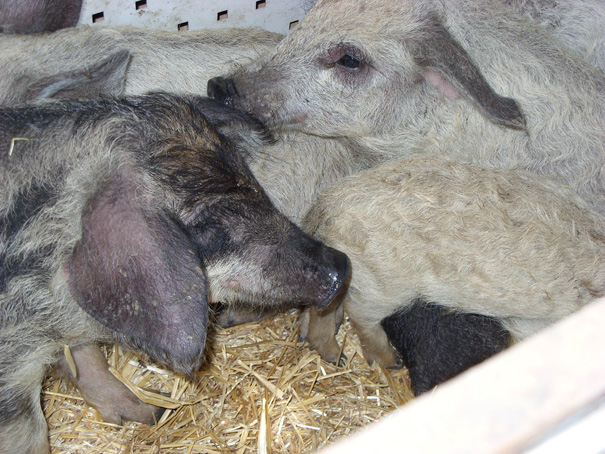 Meso i prerađevine od ovih svinja puno je „pozitivnog holesterola“