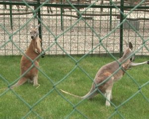 Stigli kenguri u Zoo vrtu u Jagodini 10.05[(000670)2016-05-12-17-05-02]