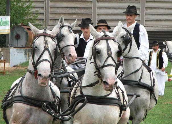 Lipicaneri ukras Poljoprivrednog Sajma u Svilajncu