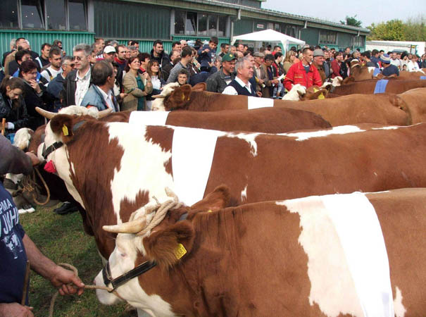 Na sajmu izložena najbolja grla: Resavski poljoprivredni sajam