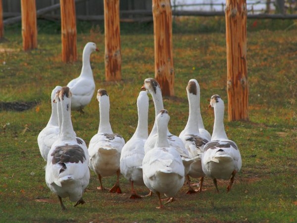 images-2013-07-guske_su_odlicni_psi_cuvari_467740526