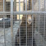 Stižu topli dani: Medvedi jagodinskog ZOO vrta na Sretenje izašli na svež vazduh