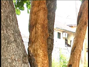 Ogoljena stabla u parku Fakulteta pedagoških nauka u Jagodini