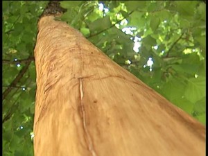 Cuvar parka ce uciniti sve da bi osteceno drvo opstalo