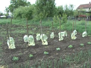 organska proizvodnja