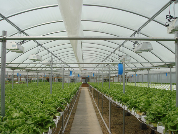 Povrtari krenuli sa rasađivanjem rasada u plastenicima