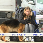 Međunarodna izložba pasa u Jagodini: Takmičilo se 369 pasa 110 rasa