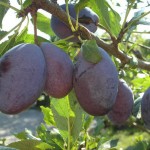 Obelezeno 85 godina od osnivanja Podruma u Crkvencu