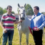 Lipicaneri iz ergele 