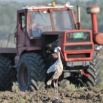 Ornitolozi broje rode da bi ih bolje štitili