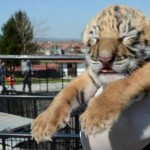 U Zoo vrtu u Jagodini rođen još jedan tigrić