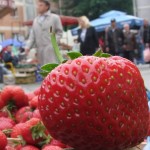 Uzgajanje jagoda profitabilno