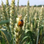 Majska kisa zlata vredna