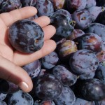 U Pomoravlju rod sljive veci za 30 odsto u odnosu na proslu godinu