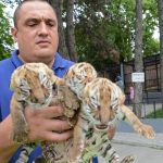 U Zoo vrtu u Jagodini rođena tri tigrića (FOTO+VIDEO)