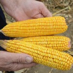 Pocelo siliranje kukuruza