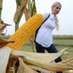 Cena kukuruza zavisice od prinosa