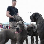 U Jagodini odrzana medjunarodna izlozba pasa 