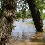 Jagodini ne prete poplave