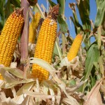 Kisa prekinula berbu kukuruza