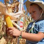 Pod kukuruzom oko 60.000 hektara u Pomoravlju: Ocekivani prinos do pet tona