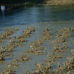 Izveštaj sa preporukama primene agrotehničkih mera i tehnologije gajenja na poplavljenom području u 2014. godini