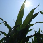 Kisa bi pogodovala kukuruzu