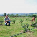 Lipovcani poceli da sade borovnicu