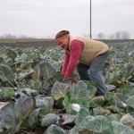 Paracinski povrtari nezadovoljni: 