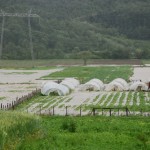 Pomoć poljoprivrednicima od sledeće nedelje