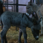 Prva prinova ove godine u Jagodinskom zološkom vrtu