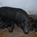 Roškovići iz Beljajke imaju mini farmu raznih životinja: Piju samo magareće mleko