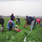 Selo Striza zaposljava vise od Zapadne Evrope