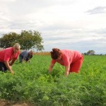 Najveci proizvodjaci sargarepe