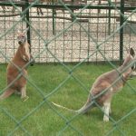 Kenguri atrakcija za mališane (video)