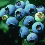 Počinje novi ciklus projekta 