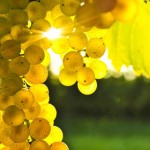 Manji prinos, ali dobar kvalitet grozdja u Pomoravlju