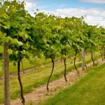 Obaviti tretiranje vinove loze