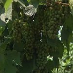 Zaštita zasada vinove loze: Obaviti tretmane protiv infekcija