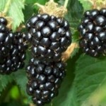 Kupinari u Levču nezadovoljni: Otkupna cena manja za 40 odsto