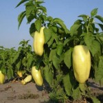 Bolji rod u plastenicima